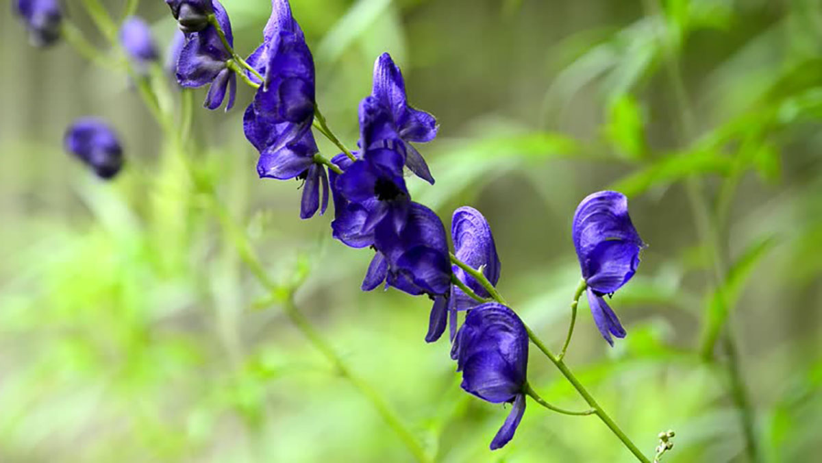 aconito-fiore-pianta-velenosa